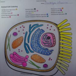 Quizlet physiology cells diagrams coloringhome biologycorner