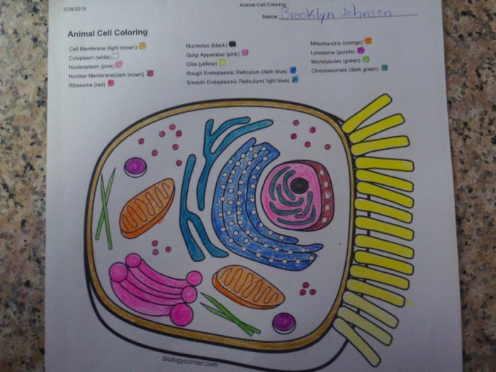 Quizlet physiology cells diagrams coloringhome biologycorner