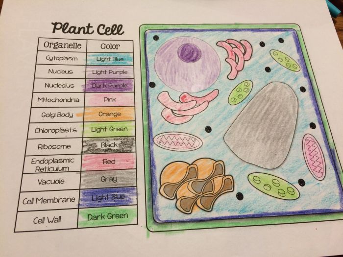 Plant and animal cell coloring page