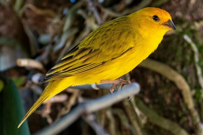 Canary totem symbolism whatismyspiritanimal