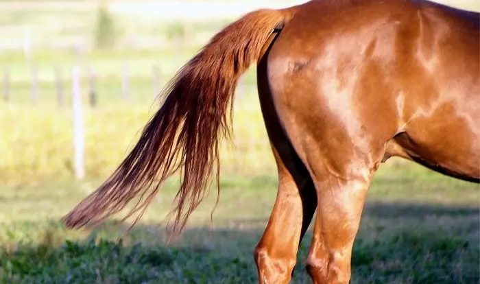 Listerine for scratches in horses