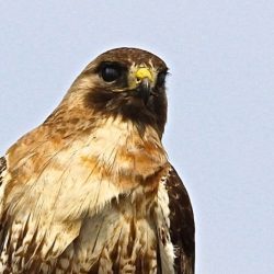 Falcons osprey kite prey stoop rapidly