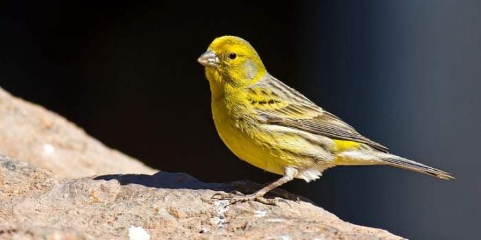 What does a canary symbolize