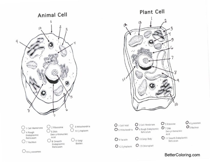 Plant and animal cell coloring page