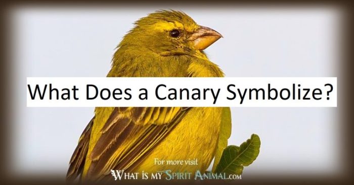 Canary power symbolism whatismyspiritanimal