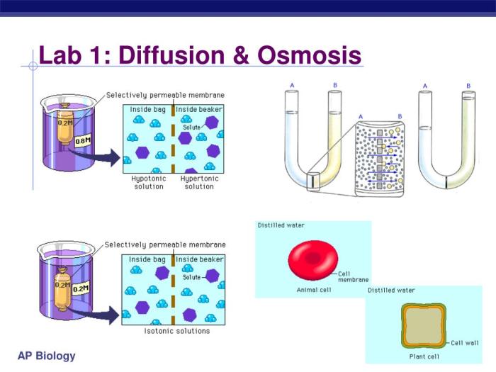 Osmosis diffusion slidesharetrick