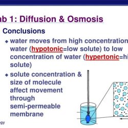 Lab 1 diffusion and osmosis answers