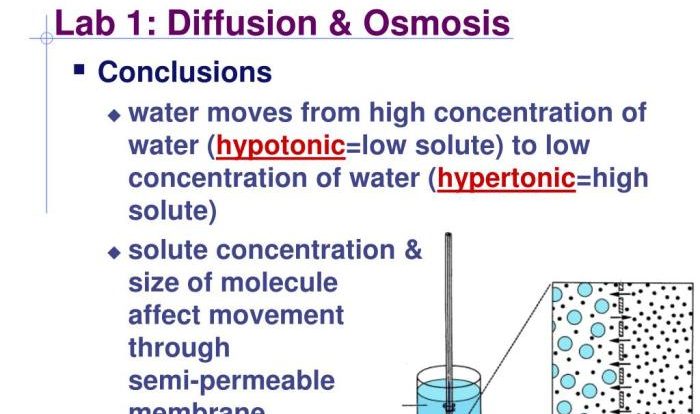 Lab 1 diffusion and osmosis answers