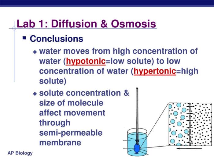 Lab 1 diffusion and osmosis answers