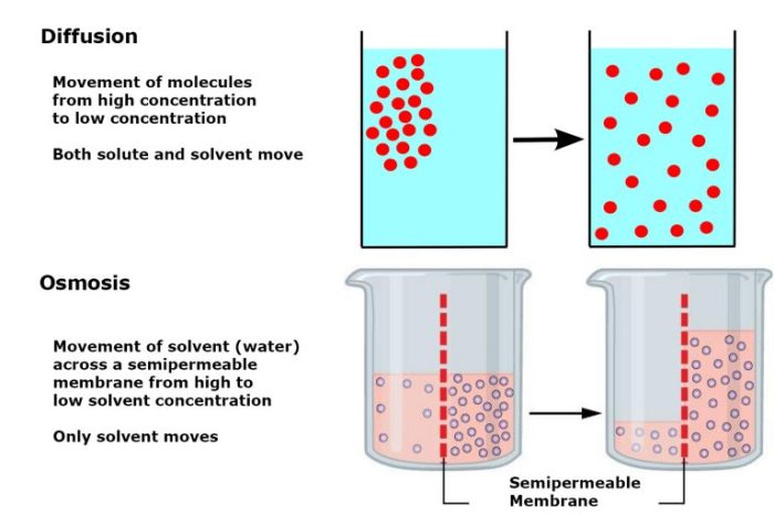 Diffusion osmosis lab answer