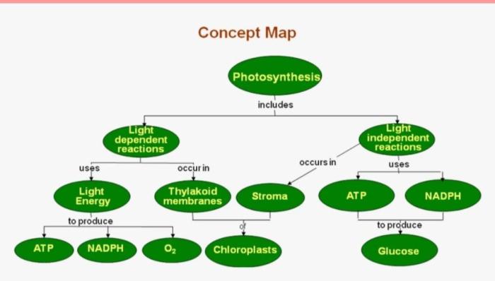 Photosynthesis biology map concept plant education maps teaching cmaptools constructivist building create model synth choose board science cell