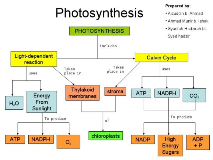 Practice photosynthesis concept map answer key