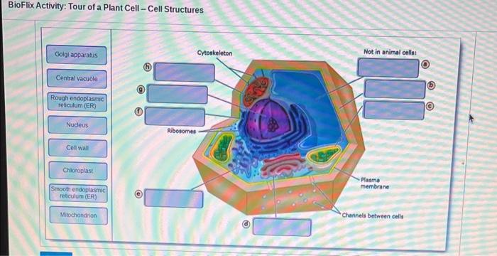 Structures identify diagram drag onto labels cell animal tour bioflix activity answers part