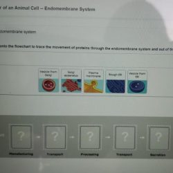 Bioflix activity: tour of a plant cell -- cell structures