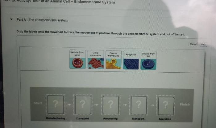 Bioflix activity: tour of a plant cell -- cell structures