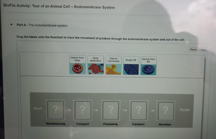 Bioflix activity: tour of a plant cell -- cell structures