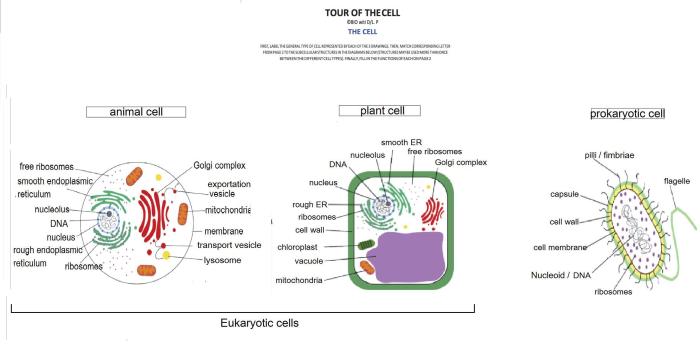 Bioflix activity: tour of a plant cell -- cell structures