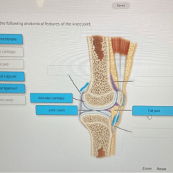 Correctly label anatomical tibiofemoral hyoid vertebral thoracic bone