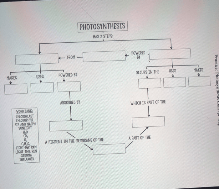 Practice photosynthesis concept map answer key