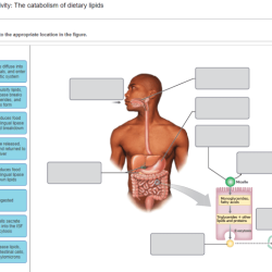 Art-labeling activity the big picture of nutrient catabolism