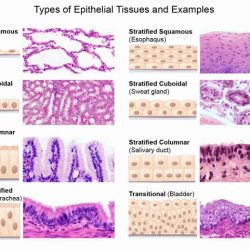 Epithelial tissue biopsies worksheet answers