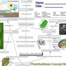 Respiration cellular biology map chart concept key answer flow worksheet cell photosynthesis answers science ap biologycorner teaching cycle lessons notes