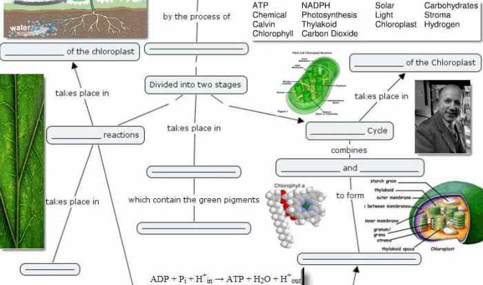 Respiration cellular biology map chart concept key answer flow worksheet cell photosynthesis answers science ap biologycorner teaching cycle lessons notes